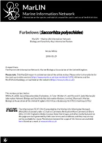 Download PDF Version