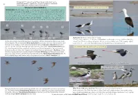 Birds of Chile a Photo Guide