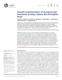 Genetic Transformation of Structural and Functional Circuitry Rewires The
