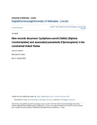 New Records Document &lt;I&gt;Cystiphora Sonchi&lt;/I&gt;