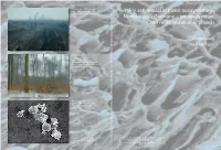 Fly Ash Impact in Forest Ecosystems in Northeastern Germany – an Assessment and Regionalization Approach