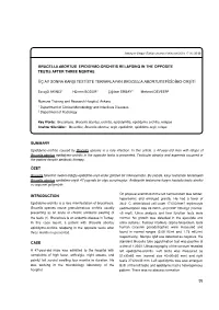Brucella Abortus Epididymo-Orchitis Relapsing in the Opposite Testis After Three Months