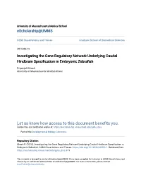 Investigating the Gene Regulatory Network Underlying Caudal Hindbrain Specification in Embryonic Zebrafish