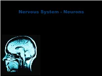 Nervous System - Neurons