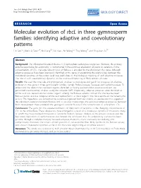 Molecular Evolution of Rbcl in Three Gymnosperm Families: Identifying
