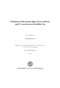 Evolution of the Brown Algae Fucus Radicans and F. Vesiculosus in the Baltic Sea