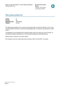 Macroplea Pubipennis