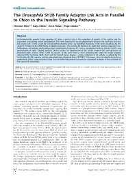 The Drosophila SH2B Family Adaptor Lnk Acts in Parallel to Chico in the Insulin Signaling Pathway