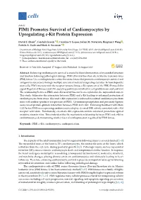PIM1 Promotes Survival of Cardiomyocytes by Upregulating C-Kit Protein Expression