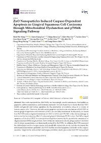 Zno Nanoparticles Induced Caspase-Dependent Apoptosis in Gingival Squamous Cell Carcinoma Through Mitochondrial Dysfunction and P70s6k Signaling Pathway