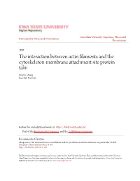 The Interaction Between Actin Filaments and the Cytoskeleton-Membrane Attachment Site Protein Talin Jinwen Zhang Iowa State University