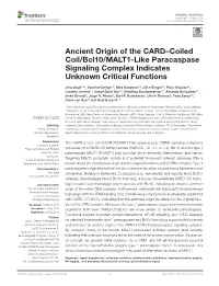 Ancient Origin of the CARD–Coiled Coil/Bcl10/MALT1-Like Paracaspase Signaling Complex Indicates Unknown Critical Functions