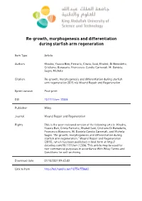 Re‐Growth, Morphogenesis and Differentiation During Starfish Arm