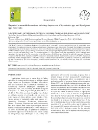 Report of a Mermithid Nematode Infecting Amyna Axis, Chrysodeixisspp. and Spodoptera Spp. from India