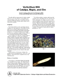 Verticillium Wilt of Catalpa, Maple, and Elm (Circular 554)