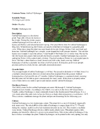 Hydrangea Quercifolia Order