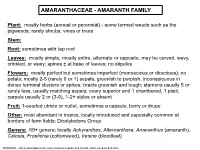 Amaranthaceae - Amaranth Family