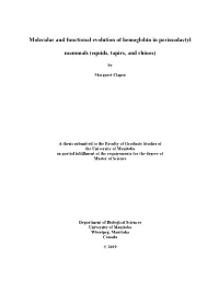 Molecular and Functional Evolution of Hemoglobin in Perissodactyl