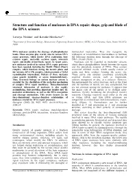 Structure and Function of Nucleases in DNA Repair: Shape, Grip and Blade of the DNA Scissors