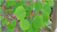 Vegetation of the Pando Clone Aspen Forest