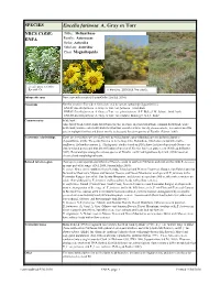 Encelia Farinosa A. Gray Ex Torr NRCS CODE: Tribe: Heliantheae ENFA Family: Asteraceae Order: Asterales Subclass: Asteridae Class: Magnoliopsida