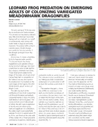 Leopard Frog Predation on Emerging Adults of Colonizing Variegated Meadowhawk Dragonflies David J