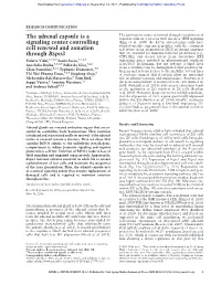 The Adrenal Capsule Is a Signaling Center Controlling Cell Renewal and Zonation Through Rspo3