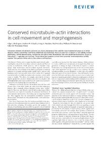 Conserved Microtubule–Actin Interactions in Cell Movement and Morphogenesis