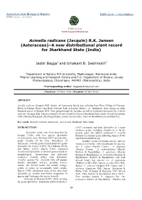 Acmella Radicans (Jacquin) R.K