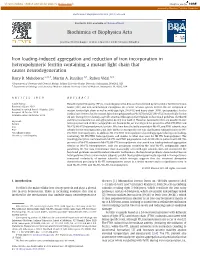 Iron Loading-Induced Aggregation and Reduction of Iron Incorporation in Heteropolymeric Ferritin Containing a Mutant Light Chain That Causes Neurodegeneration
