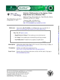 Pulp Border in L1-Deficient Mice Selective Malformation of the Splenic White