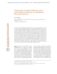 Homeostatic Synaptic Plasticity: Local and Global Mechanisms for Stabilizing Neuronal Function