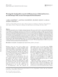 Tracing the Fossil Pollen Record of Hedyosmum (Chloranthaceae), an Old Lineage with Recent Neotropical Diversiﬁcation
