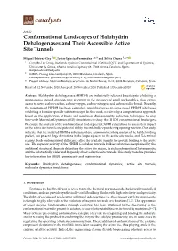 Conformational Landscapes of Halohydrin Dehalogenases and Their Accessible Active Site Tunnels