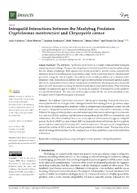 Intraguild Interactions Between the Mealybug Predators Cryptolaemus Montrouzieri and Chrysoperla Carnea