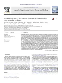 Migratory Behaviour of the Mangrove Gastropod Cerithidea Decollata Under Unfamiliar Conditions