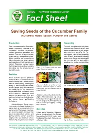 Saving Seeds of the Cucumber Family (Cucumber, Melon, Squash, Pumpkin and Gourd)