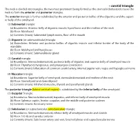 • Carotid Triangle