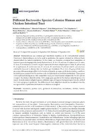 Different Bacteroides Species Colonise Human and Chicken