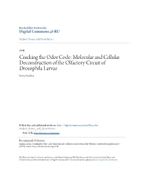 Cracking the Odor Code: Molecular and Cellular Deconstruction of the Olfactory Circuit of Drosophila Larvae Kenta Asahina