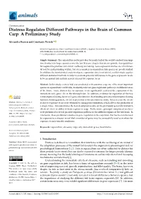 Distress Regulates Different Pathways in the Brain of Common Carp: a Preliminary Study