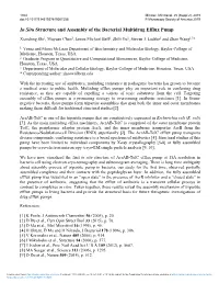 In Situ Structure and Assembly of the Bacterial Multidrug Efflux Pump