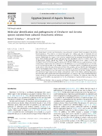 Molecular Identification and Pathogenicity of Citrobacter And