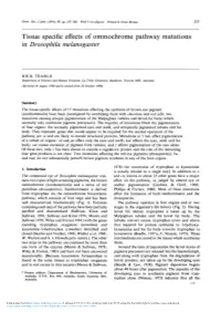 Tissue Specific Effects of Ommochrome Pathway Mutations in Drosophila Melanogaster