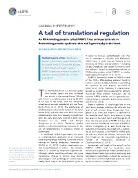 A Tail of Translational Regulation an RNA-Binding Protein Called PABPC1 Has an Important Role in Determining Protein Synthesis Rates and Hypertrophy in the Heart