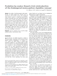 Predation by Snakes Thwarts Trial Reintroduction of the Endangered Woma Python Aspidites Ramsayi J