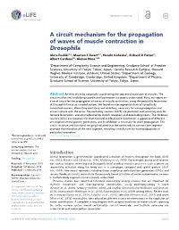 A Circuit Mechanism for the Propagation of Waves of Muscle