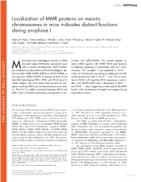 Localization of MMR Proteins on Meiotic Chromosomes in Mice