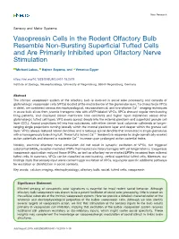 Vasopressin Cells in the Rodent Olfactory Bulb Resemble Non-Bursting Superficial Tufted Cells and Are Primarily Inhibited Upon Olfactory Nerve Stimulation