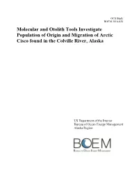 Molecular and Otolith Tools Investigate Population of Origin and Migration of Arctic Cisco Found in the Colville River, Alaska